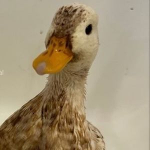 Meet your Posher, Zaid